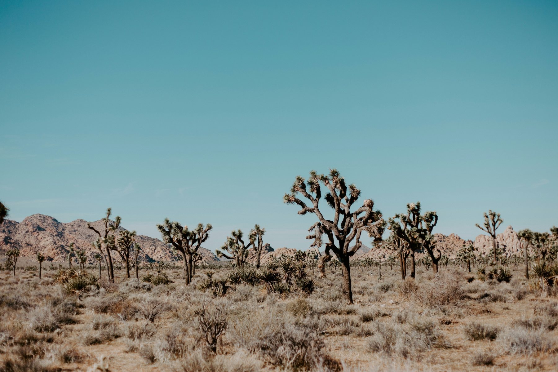Joshua Tree desert landscape, Southern California